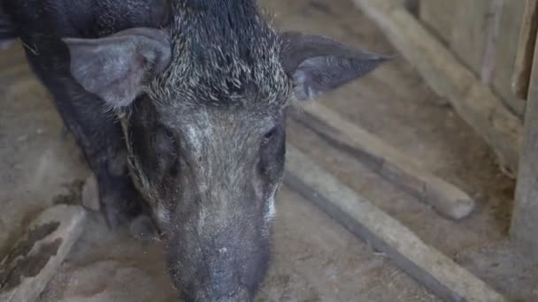 Vacas Tailandesas Descansando Campo — Vídeo de Stock