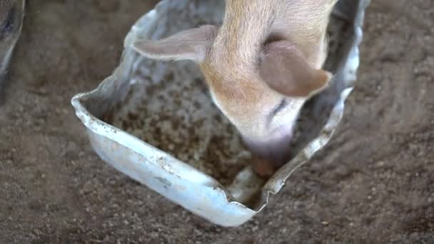 泰国奶牛在田里休息 — 图库视频影像
