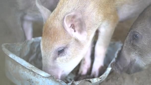 Tajskie Krowy Odpoczywające Polu — Wideo stockowe