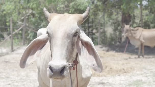 Vacche Tailandesi Che Riposano Campo — Video Stock