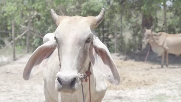 Thaise Koeien Rustend Een Veld — Stockvideo