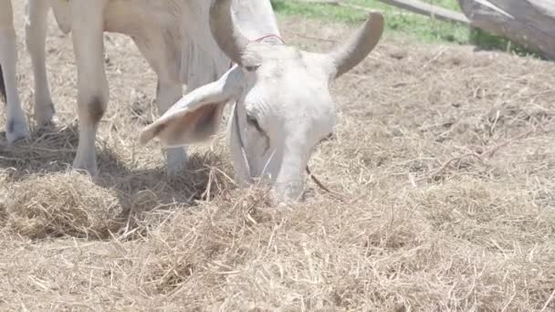 Тайские Коровы Отдыхают Поле — стоковое видео