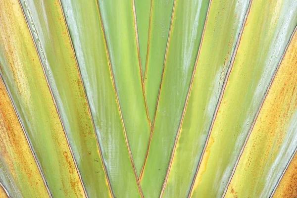 Beautiful Pattern Tropical Banana Palm Trunk Natural Organic Texture Backgound — Stock Photo, Image