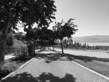 A peaceful black and white view of a path bordered by a row of trees, their shadows stretching across the sunlit ground, leading the eye towards a serene lake and mountains.