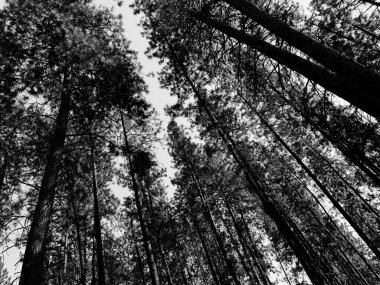 A classic monochrome view looking straight up at a dense pine forest, highlighting the striking texture of the trunks and the intricate patterns of the branches against a bright sky.