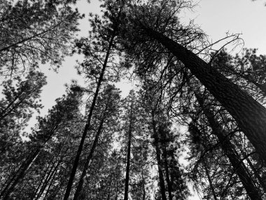 An upward-facing black and white view of a dense pine forest, emphasizing the stark contrast and intricate patterns of the tree trunks and branches against the sky.