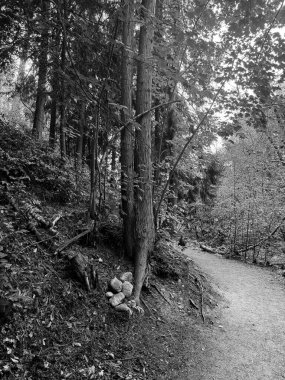 A serene black and white shot of a peaceful forest trail with stacked stones at the base of a large tree. The path curves through dense woods.