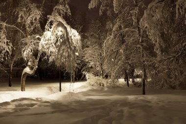 Karla kaplı ağaçların kış kar yağışı sonra