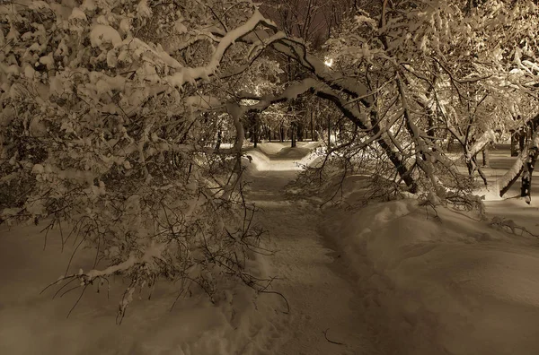 Karla kaplı ağaçların kış kar yağışı sonra