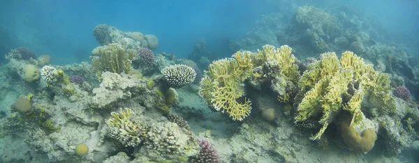 Mercanlar, deniz yaşamı su altında.