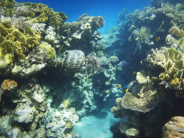 Mercanlar, deniz yaşamı su altında.