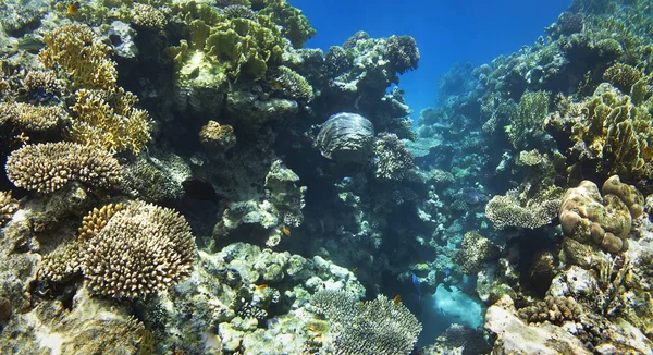 Mercanlar, deniz yaşamı su altında.