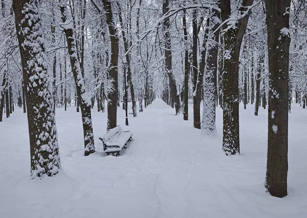 Yoğun kar yağışı sonra parkta ağaçların.