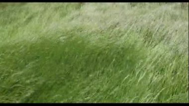 Çim alanı ile çok güçlü bir rüzgar sallanan.