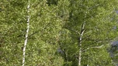 Hışırtı ağaçlar sallanan güçlü rüzgarlar ile yaprakları.