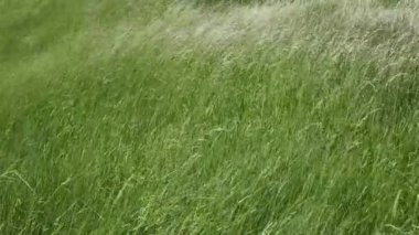 Çim alanı ile çok güçlü bir rüzgar sallanan.