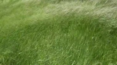 Çim alanı ile çok güçlü bir rüzgar sallanan.