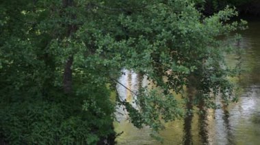 Nehrin akışı ağaçlar ve güneş parlamayı yansıması ile.