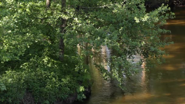 Le débit de la rivière avec le reflet des arbres et l'éblouissement du soleil .