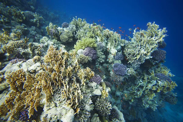 Kırmızı denizin resiflerinde mercan Panoraması.