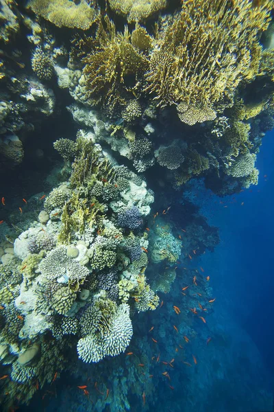 Kırmızı denizin resiflerinde mercan Panoraması.