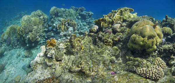 Kırmızı denizin resiflerinde mercan Panoraması.