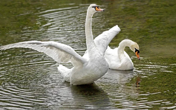Cisnes Blancos Lago Del Bosque —  Fotos de Stock