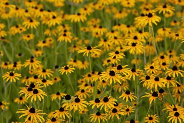 Çayırda yaz aylarında birçok sarı çiçekleri.