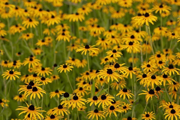 Çayırda yaz aylarında birçok sarı çiçekleri.