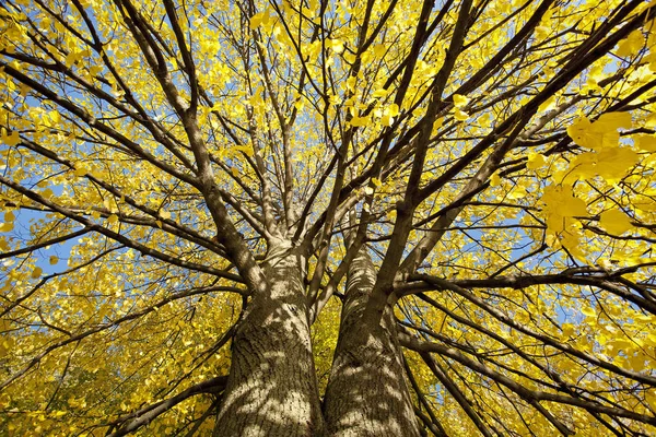 Ağaçlar ormanlar ve Parklar sararmış yapraklar.