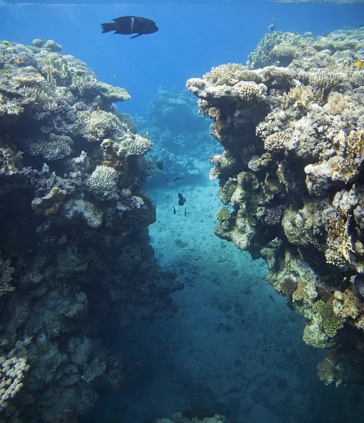Renkli mercan resif Kızıldeniz sualtı dünya üzerinde.