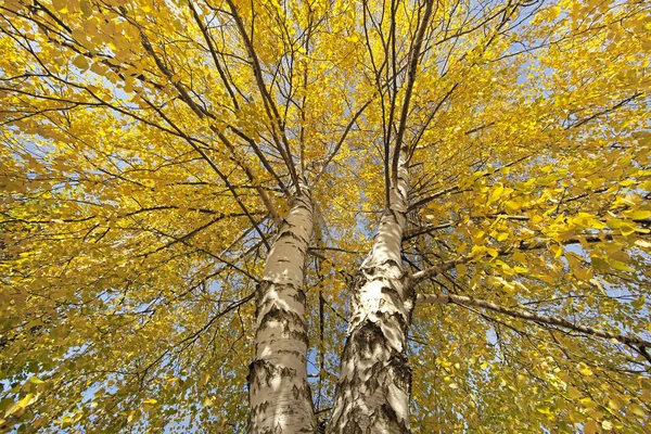 Vergeelde Bladeren Aan Bomen Bossen Parken — Stockfoto