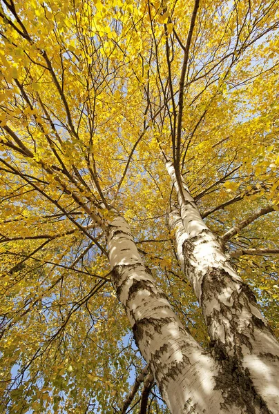 Yellowed Leaves Trees Forests Parks Stock Photo