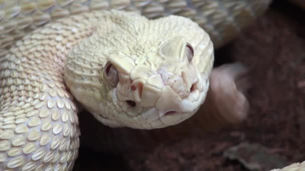ガラガラヘビのビデオ サウンドがクローズ アップ めちゃめちゃ — ストック動画