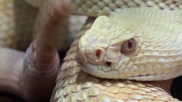 Vidéo de serpent à sonnette, extrêmement proche, avec son  