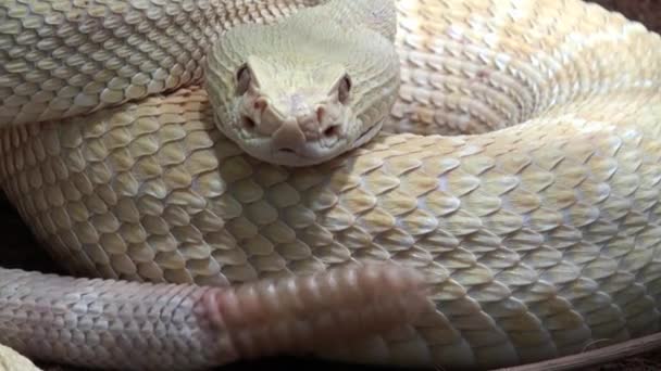 Csörgőkígyó Videó Rendkívül Közelről Hang — Stock videók