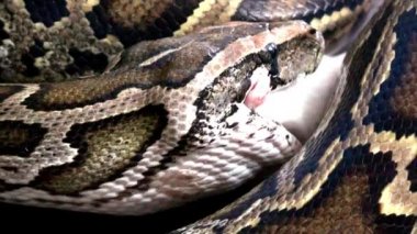 Bir fare, son derece yakın video yemek piton yılan