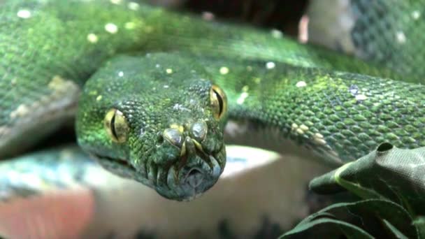 Green Mamba Extremly Close Video — Stock Video