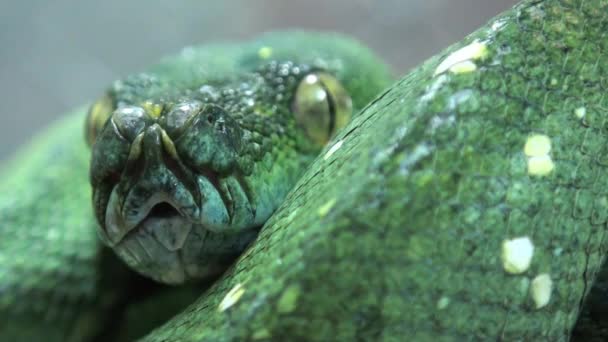 Green Mamba Extreme Close Video — стоковое видео