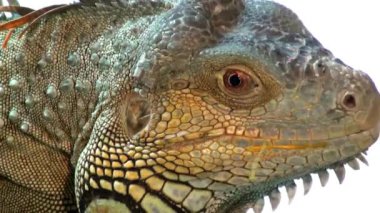 Comodo dragon son derece yakın çekim