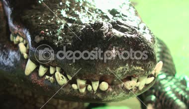 Timsahlar diş son derece yakın video