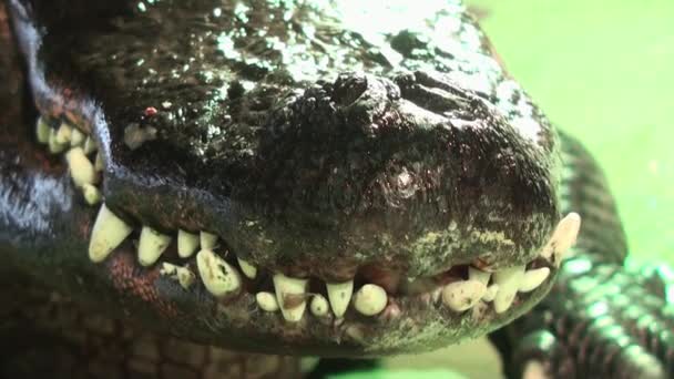 Dents Alligators Extrêmement Fermer Vidéo — Video