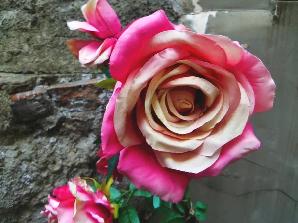Hermosa Flor Rosa Cerca Foto — Foto de Stock