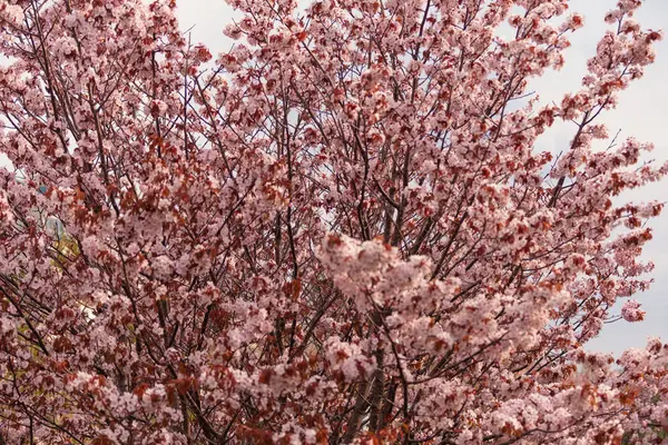 Kirschblüte, Sakura-Blüten isoliert auf weißem Hintergrund — Stockfoto