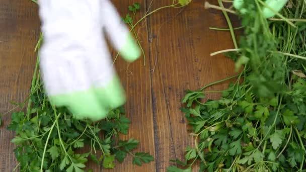 Auf dem Holztisch wählt grüne Petersilie für gesunde Ernährung. — Stockvideo