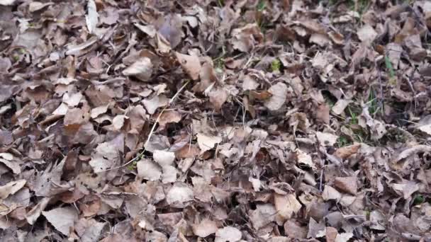 chute de feuilles soufflant dans le vent tir au ralenti chute lente à l'herbe au sol 