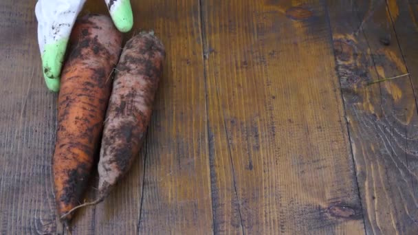 Un agricultor tiene un producto biológico de zanahorias, manos y zanahorias contaminadas con tierra. Primer plano de las zanahorias en las manos. Hortalizas cosechadas en otoño. 4k 30fps — Vídeo de stock