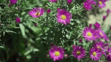 sonra açılan yaprakları ile rüzgarda sallanan yağmur sun.1080p,30fps.slow devinim basks güzel pembe çiçekler.