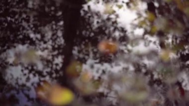 Bir ağaç kırmızı ve sarı yapraklarda yağmurlu bir sonbaharda yağmur. Su damlaları akça ağaç autumn.4k,30fps sonbahar ormanında çarpıcı parlak yaprakları tarafından düşüyor.