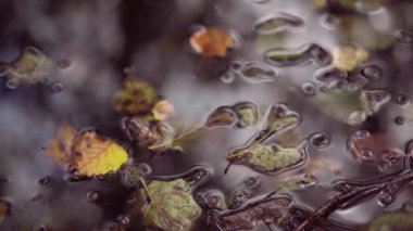 Bir ağaç kırmızı ve sarı yapraklarda yağmurlu bir sonbaharda yağmur. Su damlaları akça ağaç autumn.4k,30fps sonbahar ormanında çarpıcı parlak yaprakları tarafından düşüyor.